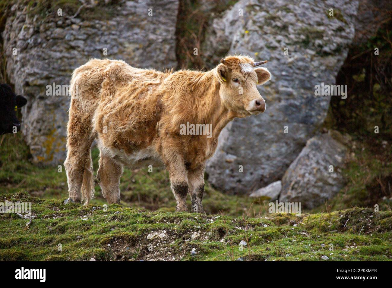 Kuh mit Ohrmarke auf schlammigen Hügeln in Count Antrim, Nordirland Stockfoto