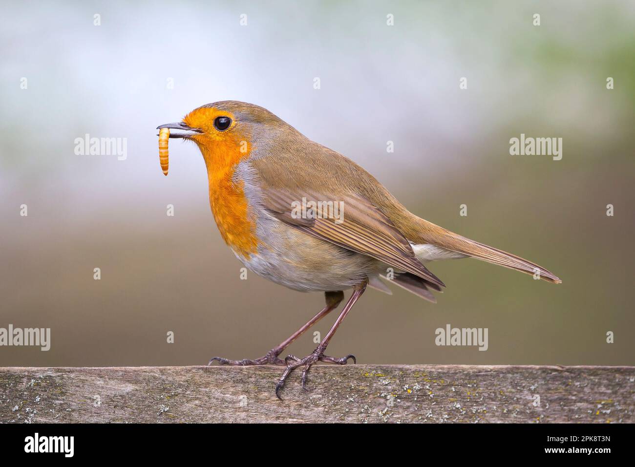 Detaillierte Nahaufnahme eines wilden britischen Rotlaufvogels (Erithacus rubecula), der im Freien in einem natürlichen Gartenlebensraum isoliert und mit Mehlwurmmfutter im Schnabel gefüttert wurde. Stockfoto