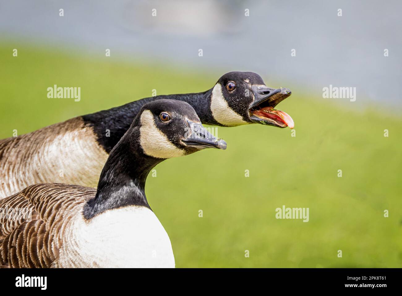 Nahaufnahme der Köpfe von zwei kanadischen Gänsen, die aggressiv hupen, mit offenem Schnabel und Zunge und Zähnen. Stockfoto