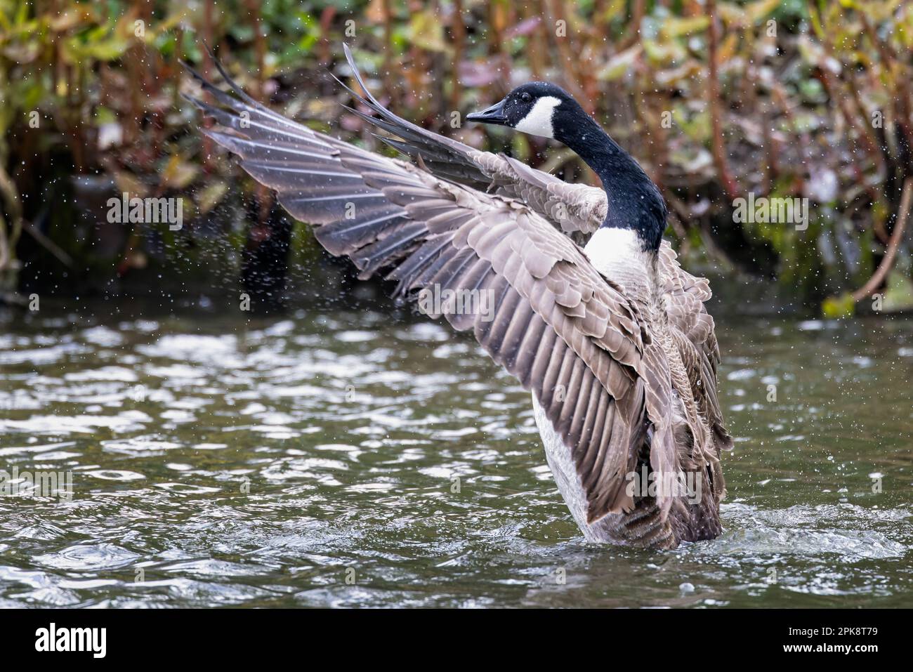 Nahaufnahme der großen Kanadischen Gans mit vollständig nach vorn ausgestreckten Flügeln, aufgezogen auf der Wasseroberfläche Stockfoto