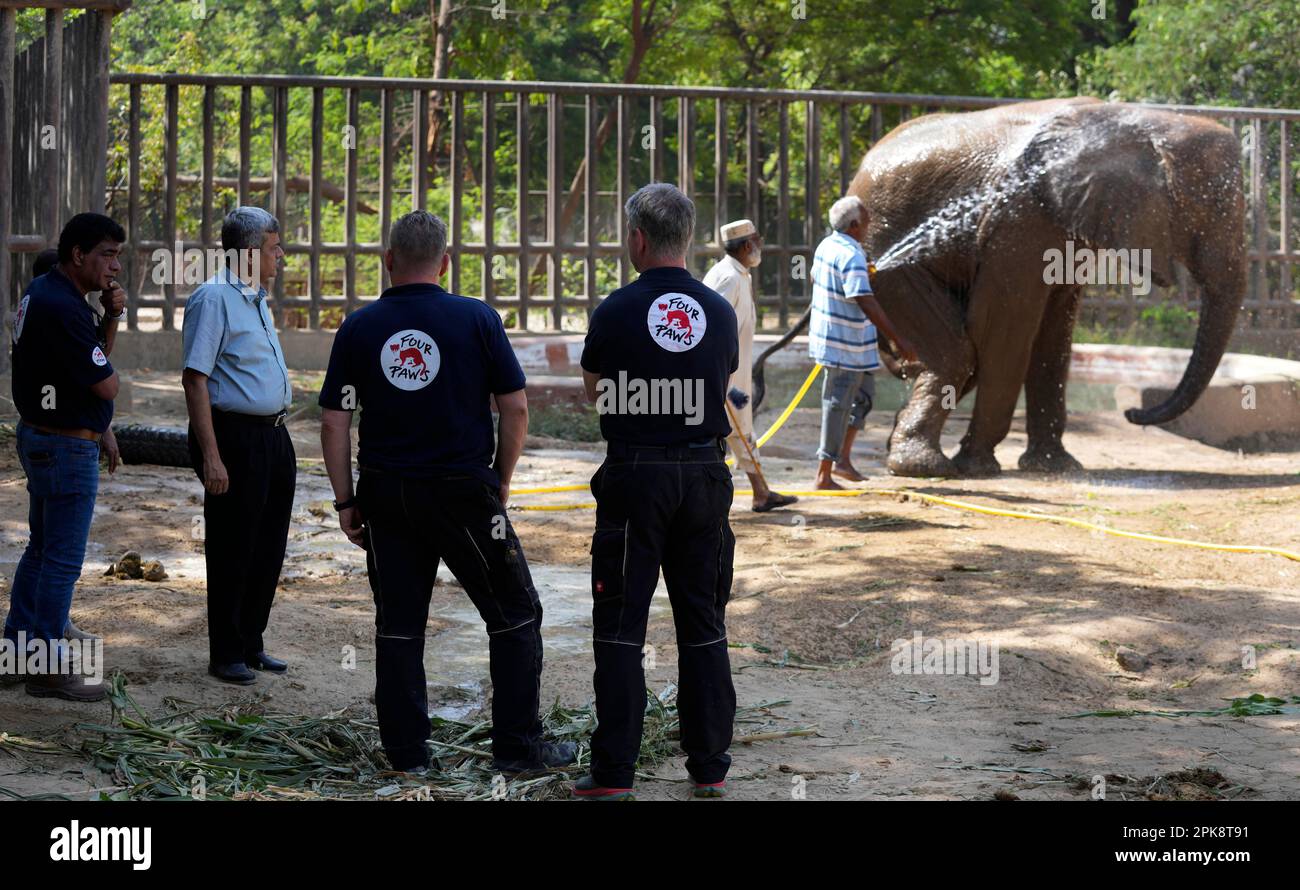 a-zookeeper-washes-an-elephant-named-named-noor-jahan-while