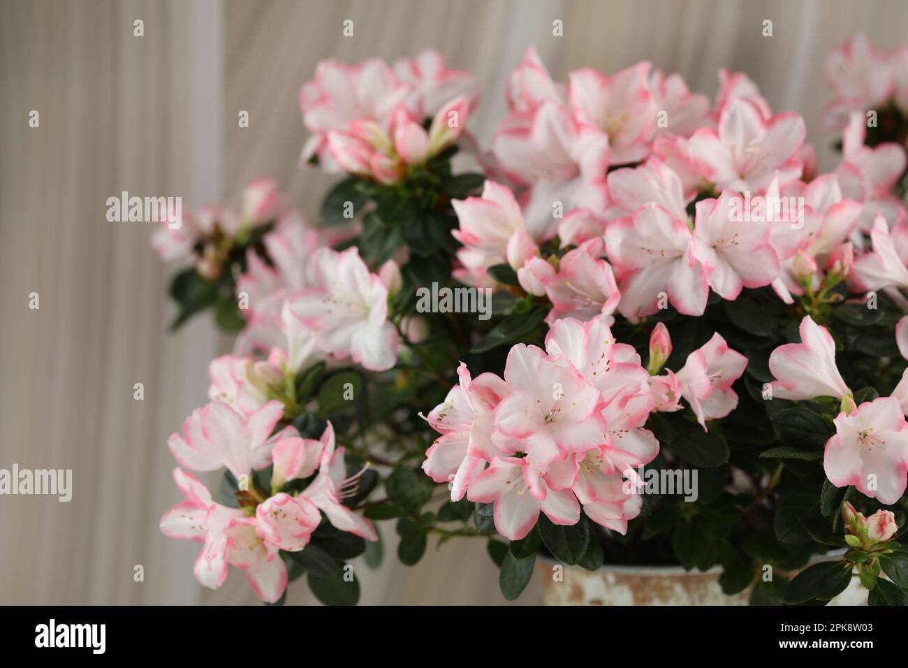 Abstrakter beigefarbener Hintergrund mit rosafarbener Azalea-Blüte und Kopierbereich Stockfoto