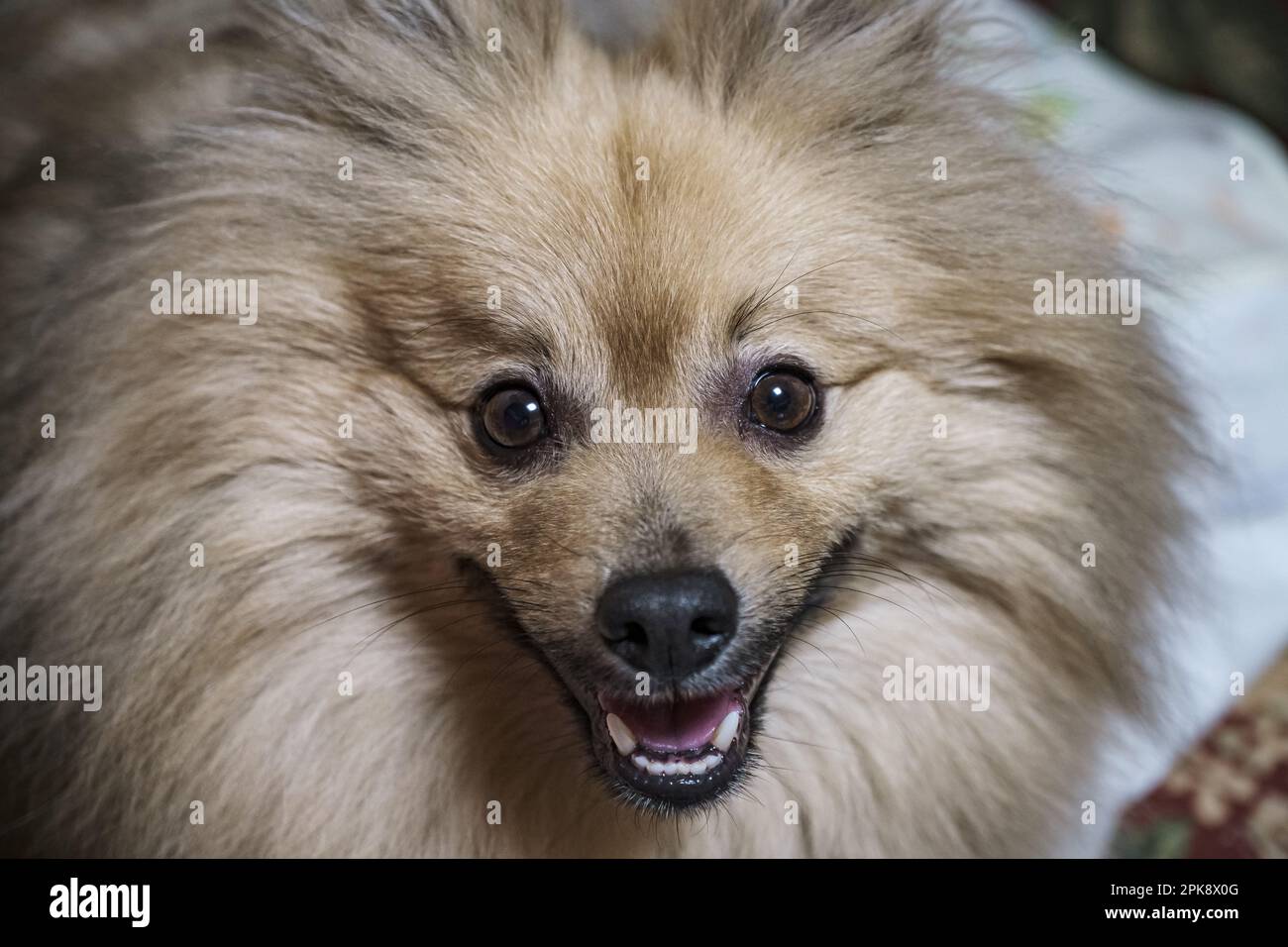 Das Gesicht eines Schnitts Stockfoto