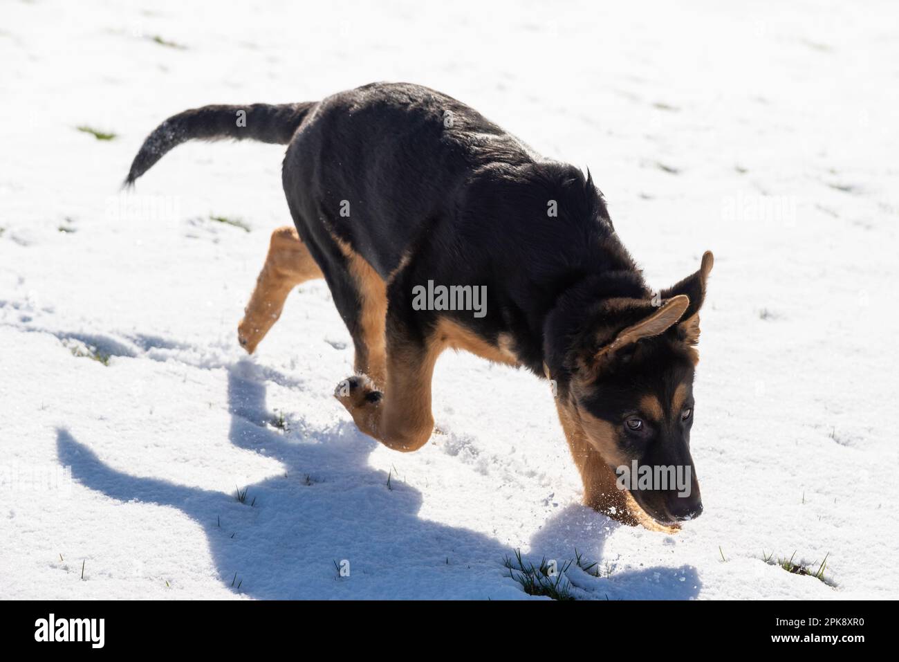 Deutscher Schäferhund genießt seine erste Schneeerfahrung auf einem Feld in hellem Sonnenschein Stockfoto