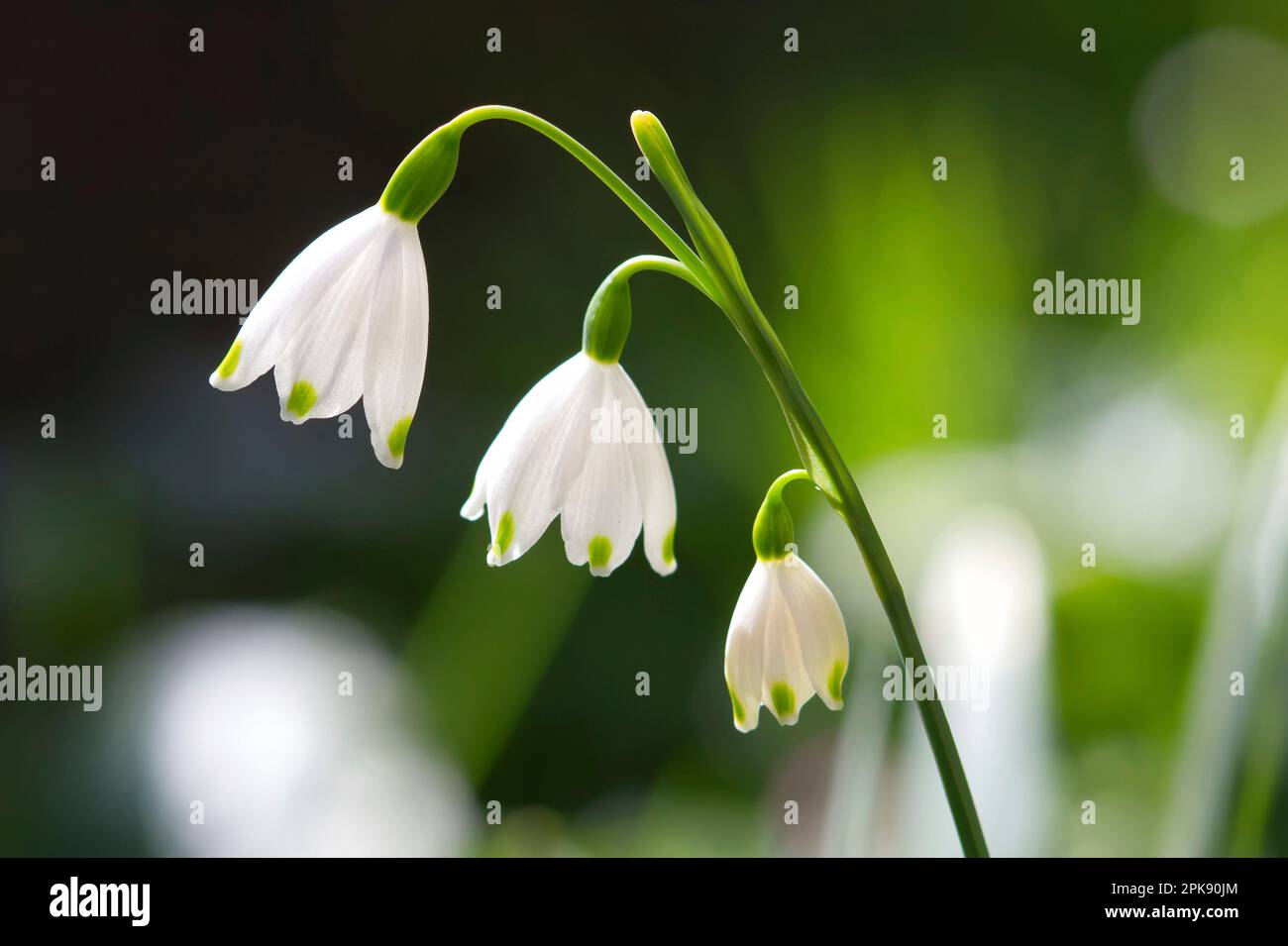 Nahaufnahme von gemeinem Schneefall im Frühling Stockfoto