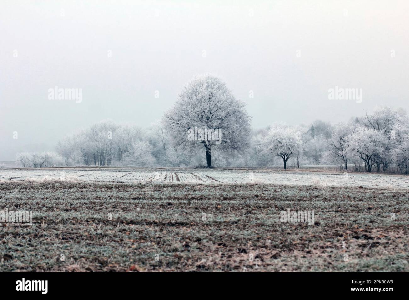 Im Winter von mehreren schneebedeckten Bäumen gesäumtes unbebautes Feld Stockfoto