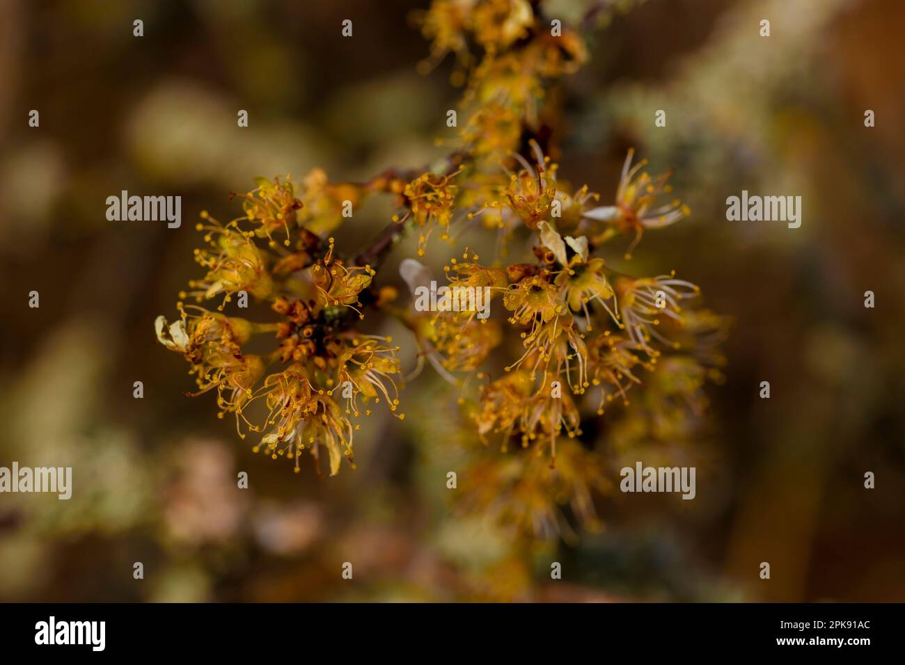 Wilde Blumen auf einem Pflaumenbaum, sehr geringe Feldtiefe Stockfoto