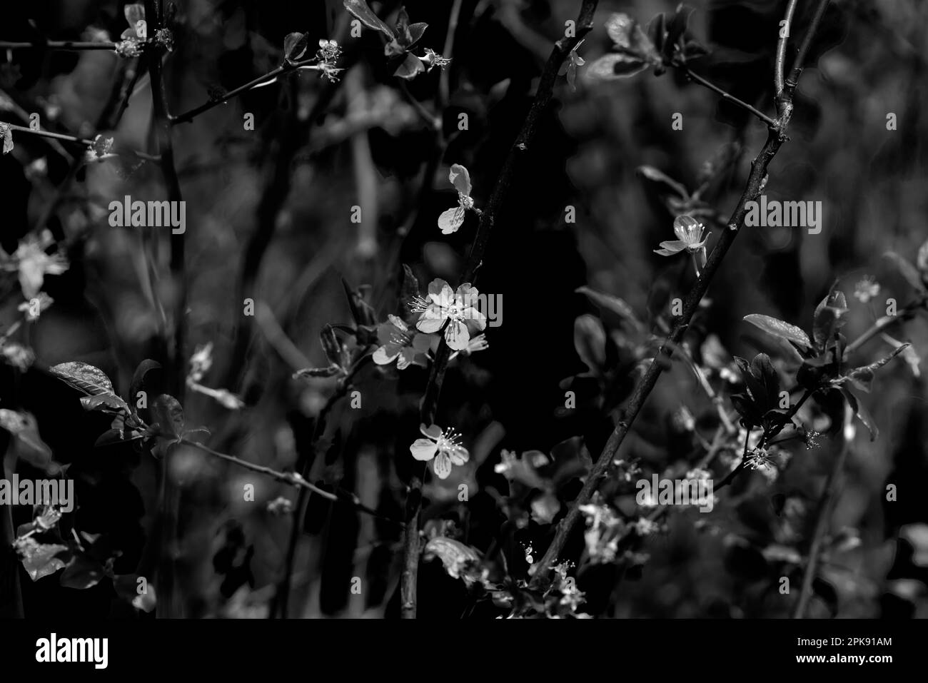 Pflaumenbaum blüht im Frühling, schwarz und weiß Stockfoto