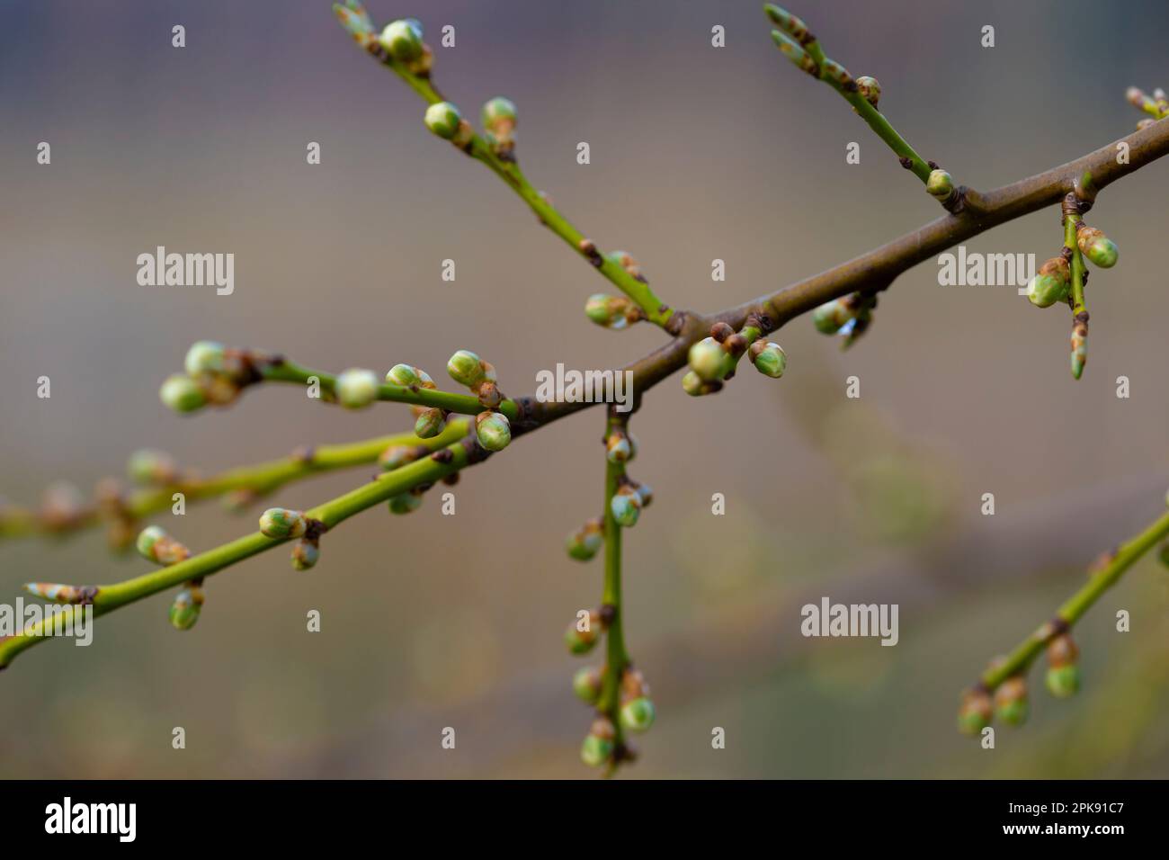 Junger Baum im Frühling mit ersten Blütenknospen, selektive Schärfe, geringe Feldtiefe, Frühlingsbeginn Stockfoto