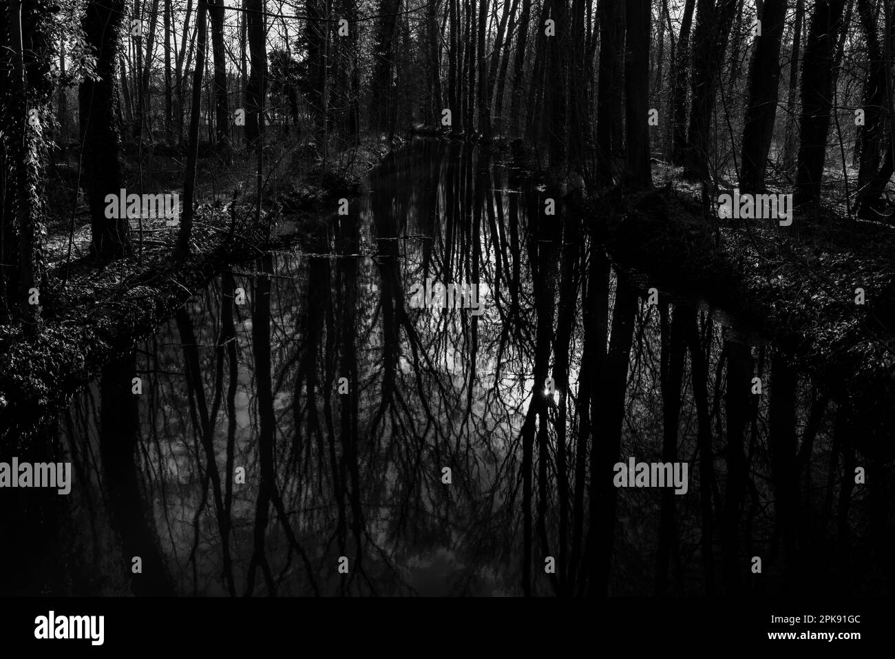Breiter Fluss in einem Wald im Winter, Wasserreflexion, Schwarzweiß-Fotografie Stockfoto