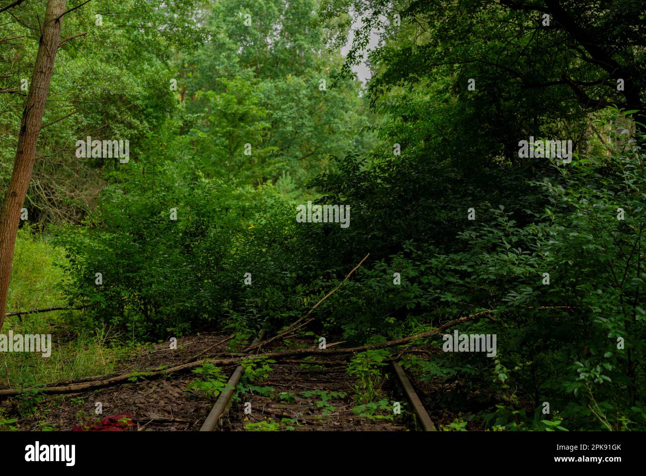 Alte, unbenutzte Bahngleise in einem Wald, Bahngleise mit Büschen und Bäumen überwuchert Stockfoto