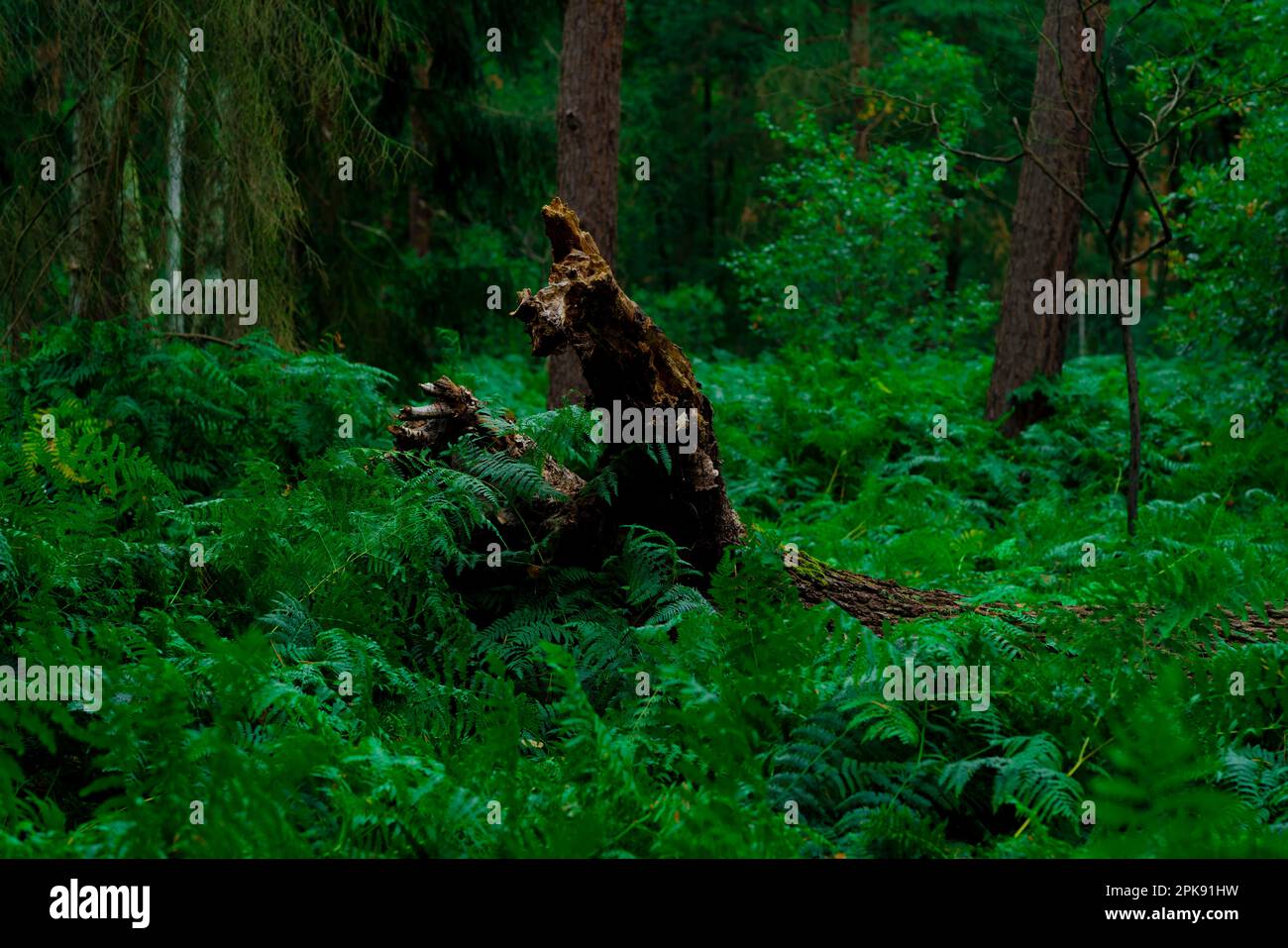 Der Baumstumpf ragt aus dem Farn, in einem Wald, der komplett mit Farn überwuchert ist Stockfoto