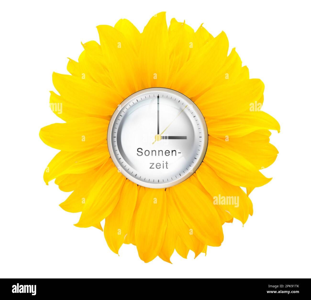 Gelbe Blüte, Uhr, Drehrad zeigt 3 Uhr an, Symbol für die Zeitumstellung auf Sommerzeit [M]. Stockfoto