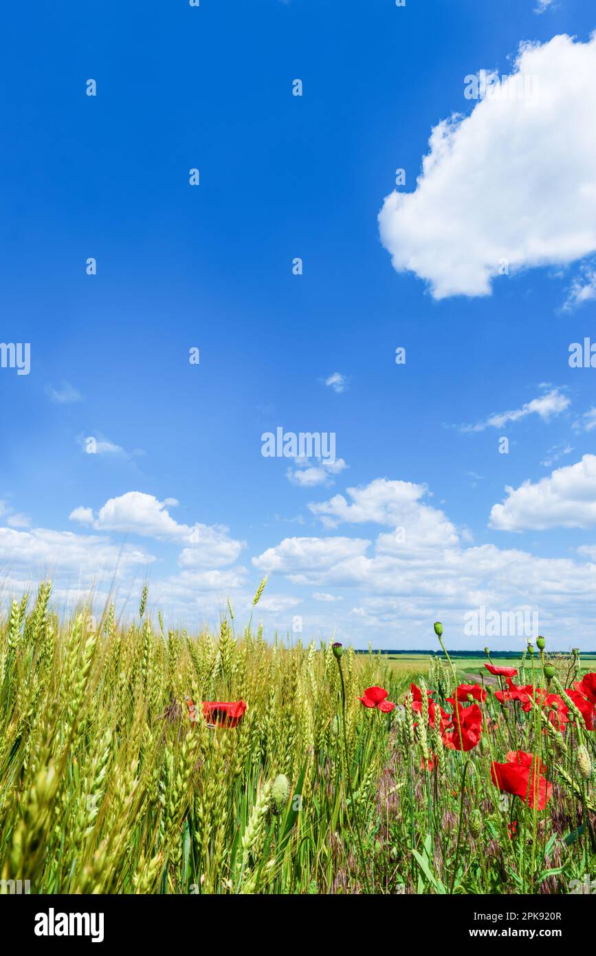 Große weiße Wolken am blauen Himmel und ein Weizenfeld mit rotem Mohn an einem sonnigen Tag. Stockfoto