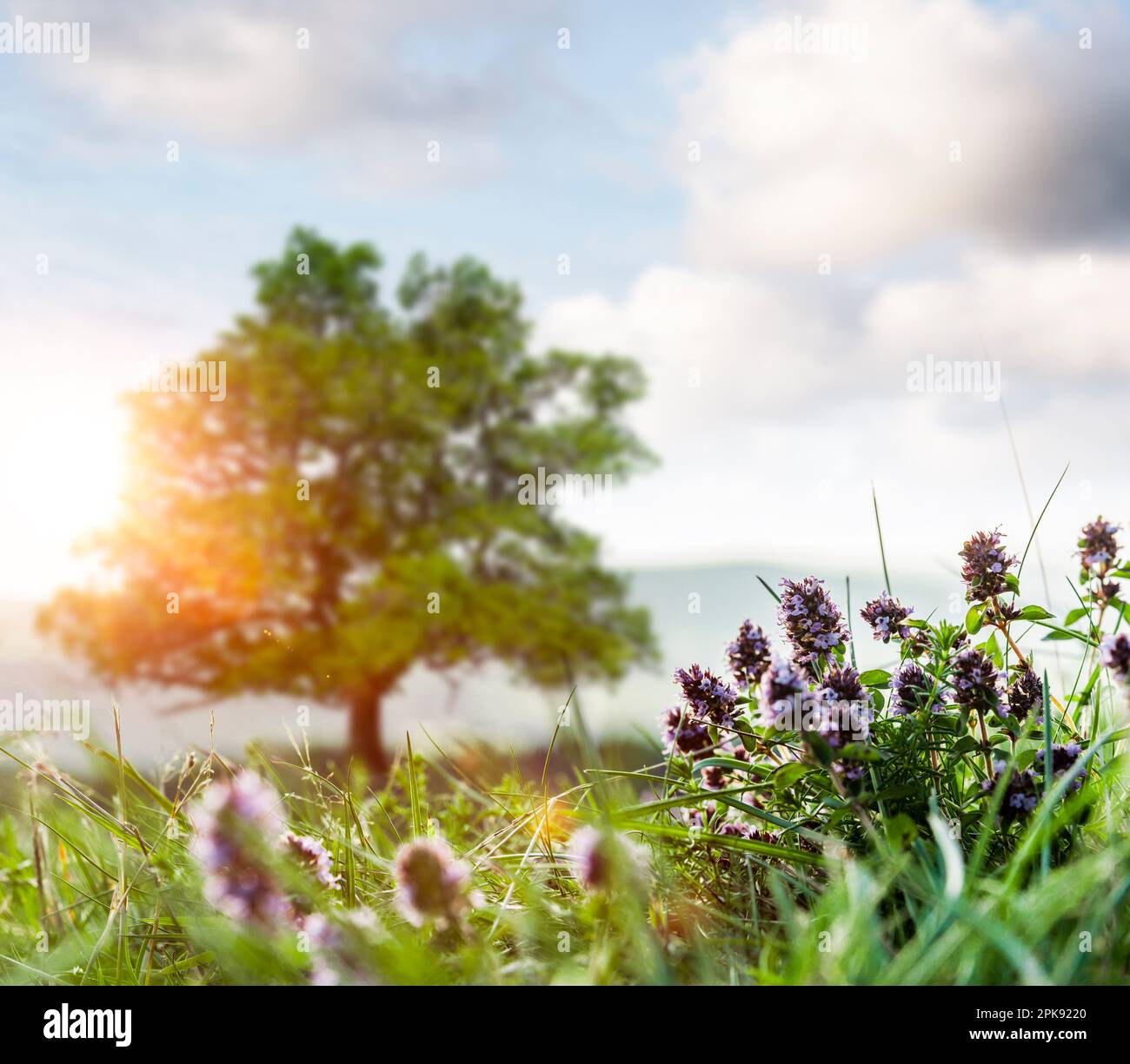 Wilder Thymian auf einer Bergwiese, Baum im Hintergrund, Nahaufnahme Stockfoto