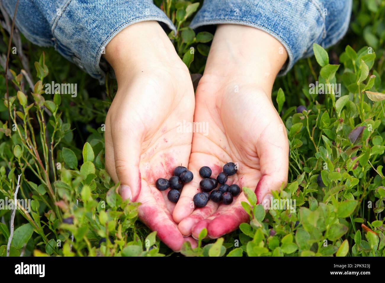 Hände präsentieren gesammelte Blaubeeren in einem schwedischen Wald Stockfoto