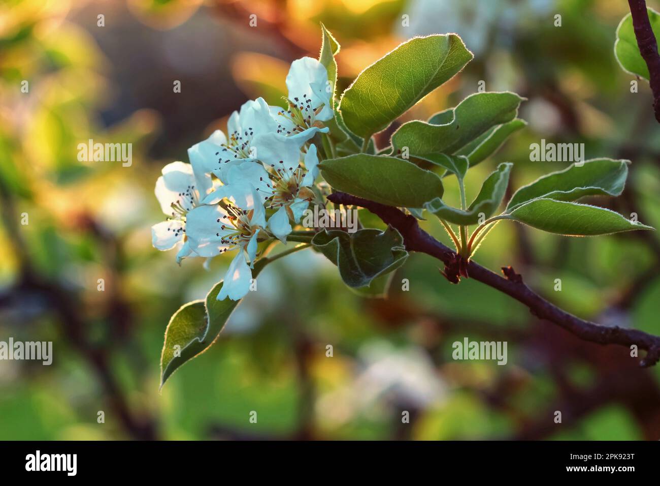 Nahaufnahme einer Apfelblüte in einem alten Obstgarten, beleuchtet von der Abendsonne Stockfoto