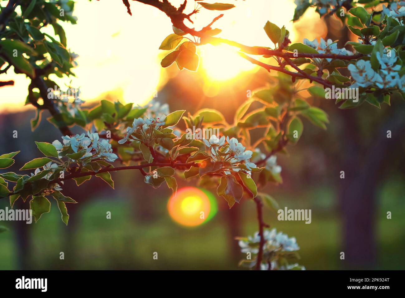 Apfelzweig in einem alten Obstgarten, erleuchtet von der Abendsonne Stockfoto