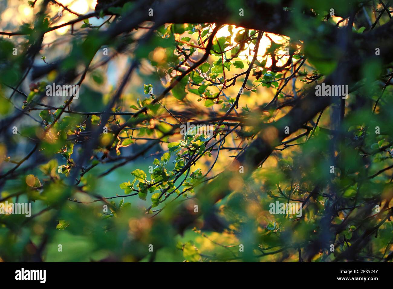 Äste eines Apfelbaums in einem alten Obstgarten, beleuchtet von der Abendsonne Stockfoto