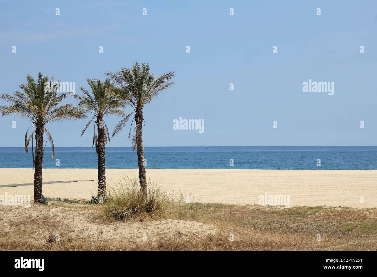 Drei Palmen an einem Strand in Mataró in der Nähe von Barcelona Stockfoto
