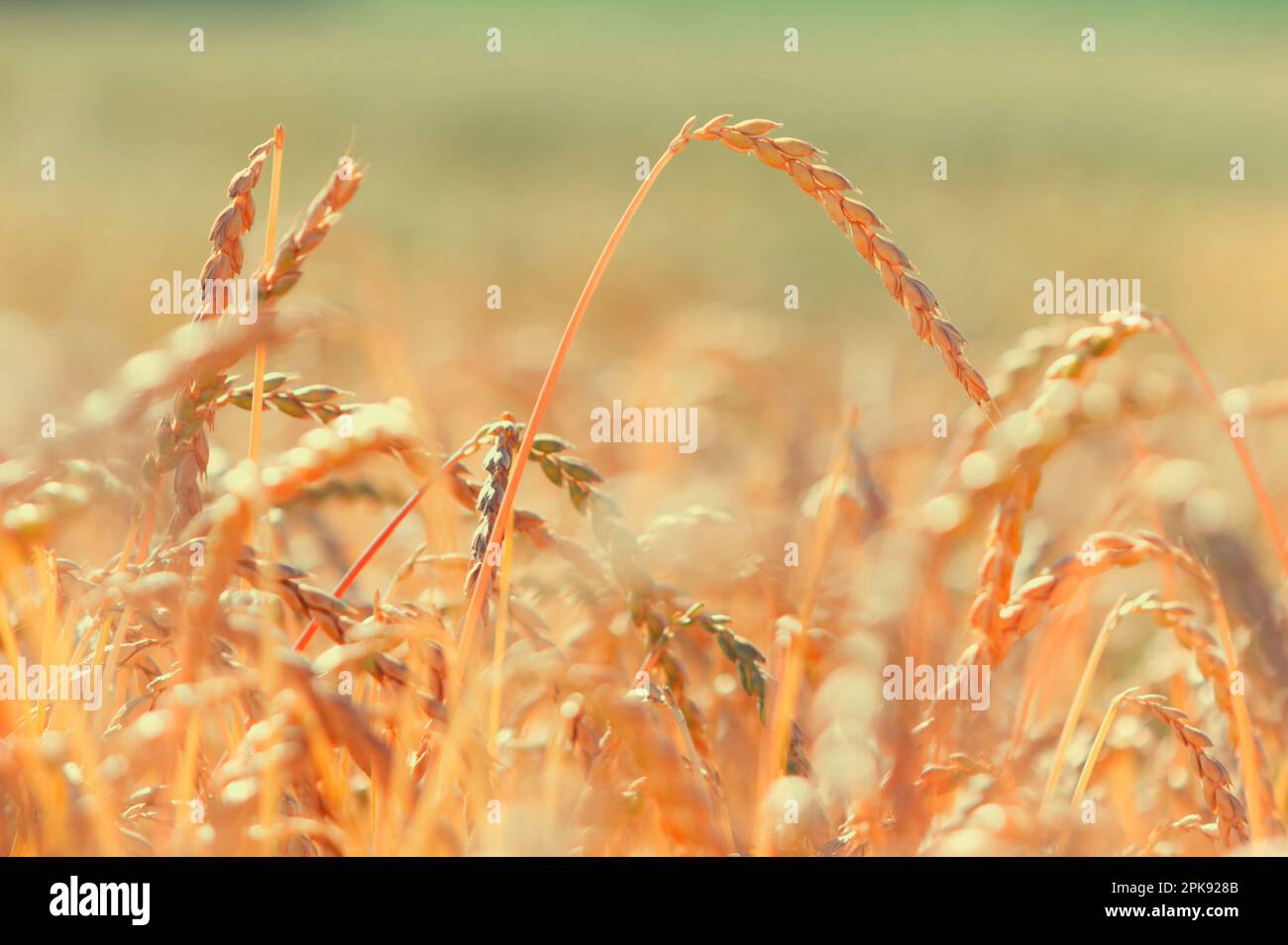 Nahaufnahme isolierter Maisähren in einem reifen Dinkelfeld vor der Ernte Stockfoto