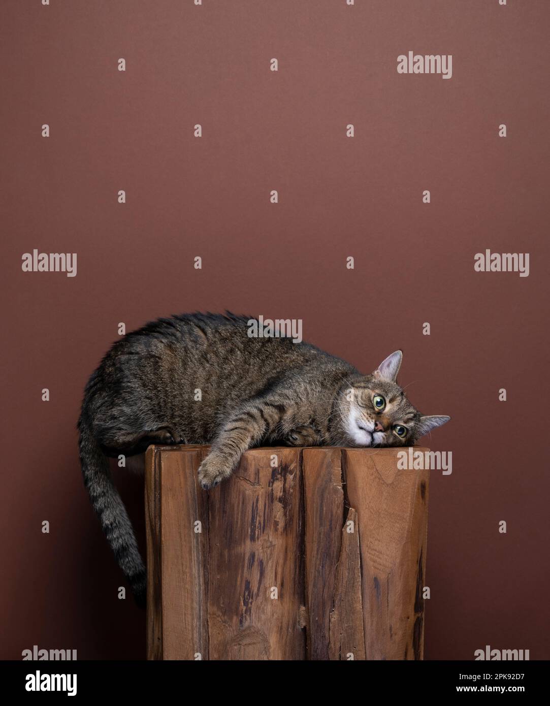 Die faule Katze liegt auf der Seite und entspannt sich auf einem Holzhocker in einer lustigen Position auf braunem Hintergrund mit Kopierbereich Stockfoto
