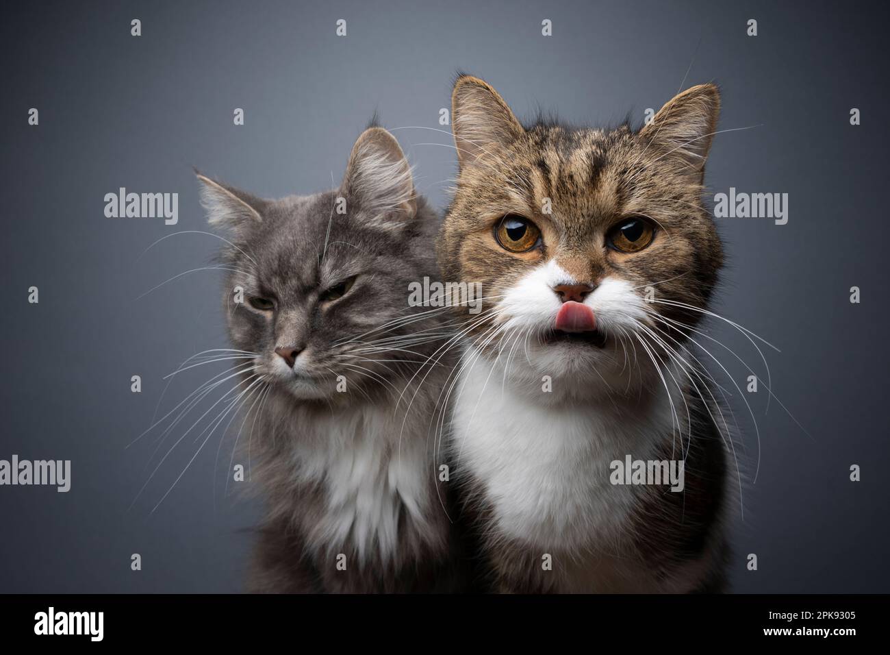Zwei verschiedene Katzen nebeneinander im Porträt. Konzept zur Rivalität, Eifersucht oder Vorzugsbehandlung von Katzen im Mehrkatzenhaushalt Stockfoto