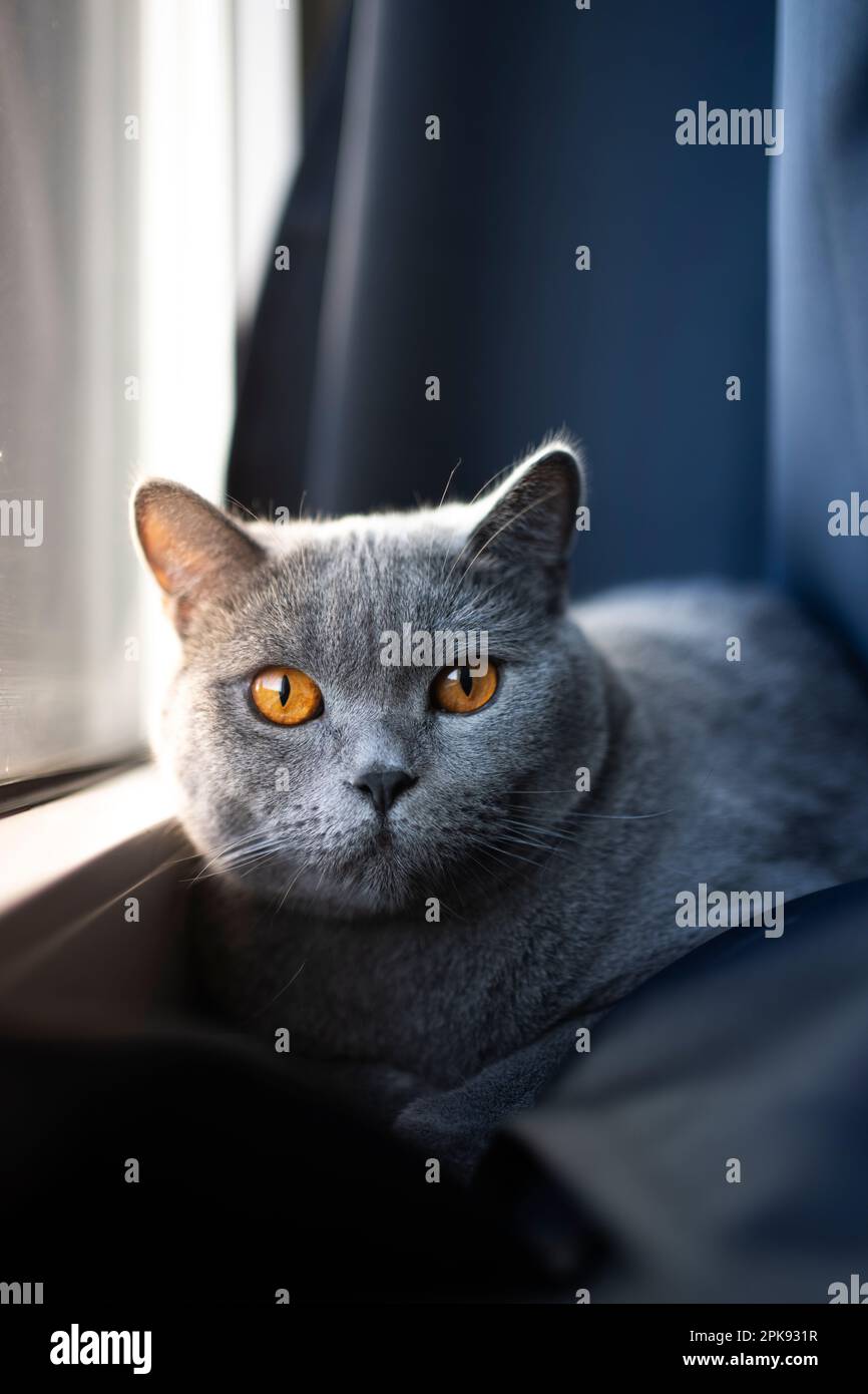 britische Kurzhaar-blaue Katze mit orangefarbenen Augen, die auf der Fensterbank ruht und in die Kamera schaut. Hochformat mit Kopierbereich Stockfoto