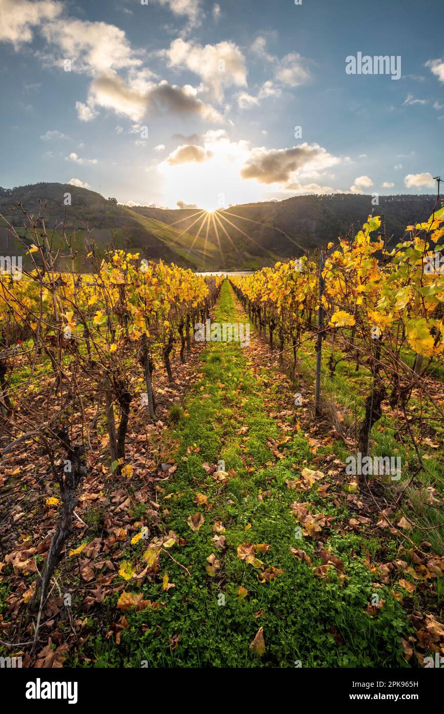 Piesport an der Mosel, wunderschöner Blick über das Moseltal im Herbst mit gelben Weinbergen. Deutschland Stockfoto