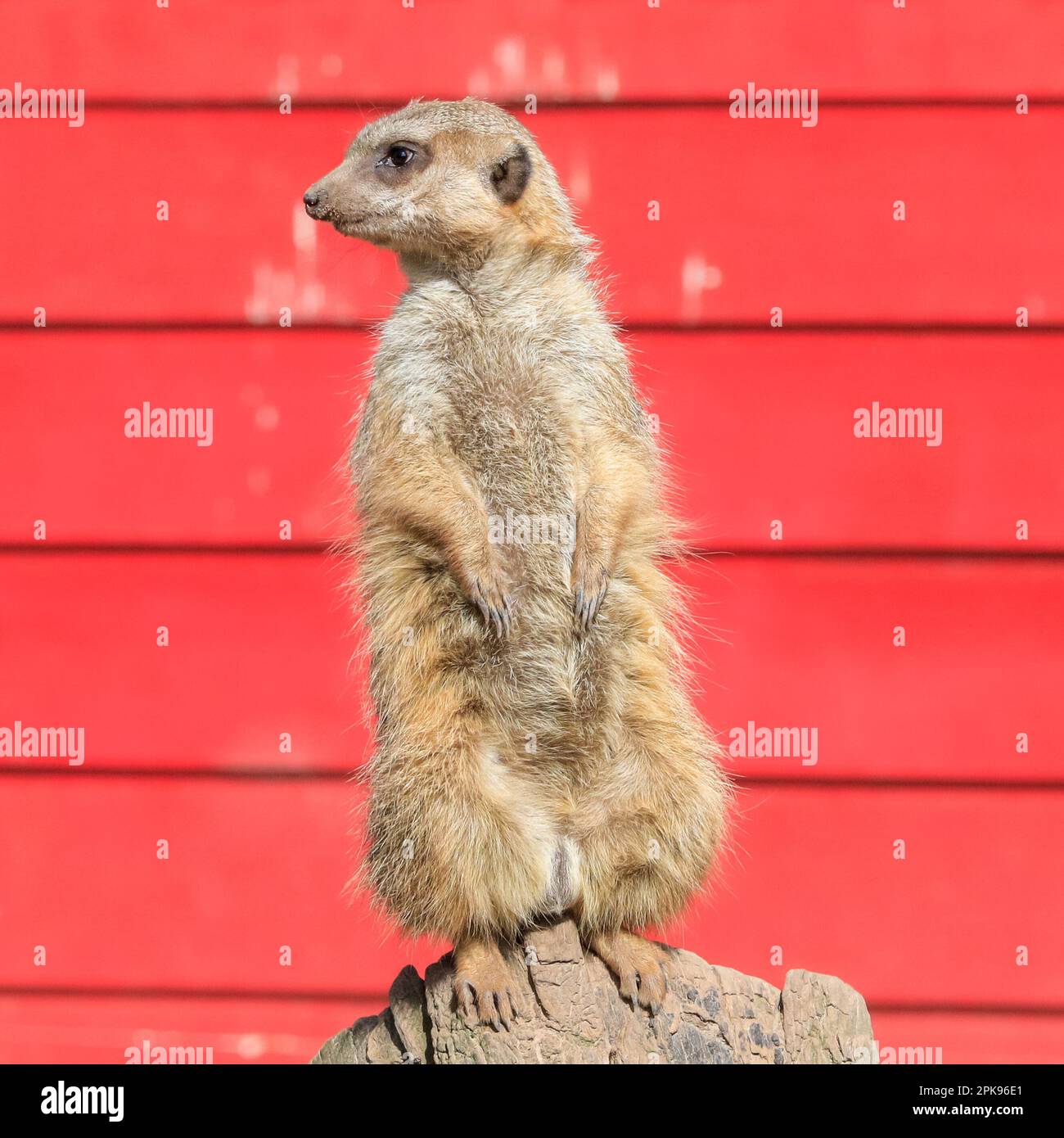 Erdmännchen (Suricata suricatta), Erwachsener steht auf Blickposition, Nahaufnahme, vor rotem Holzhintergrund Stockfoto