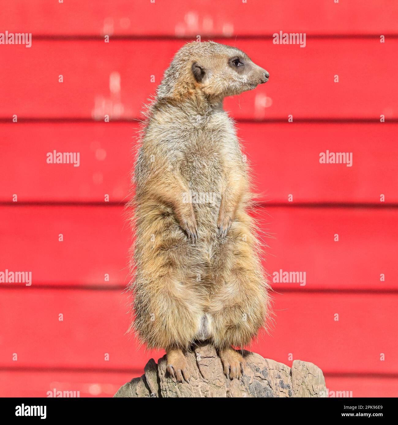 Erdmännchen (Suricata suricatta), Erwachsener steht auf Blickposition, Nahaufnahme, vor rotem Holzhintergrund Stockfoto