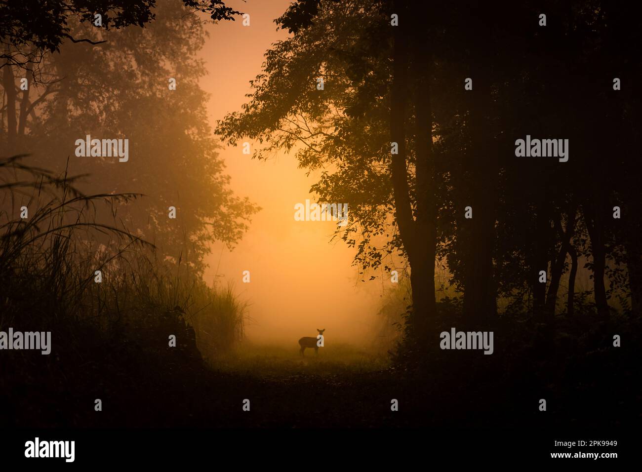 Gefleckte Rehe Stockfoto