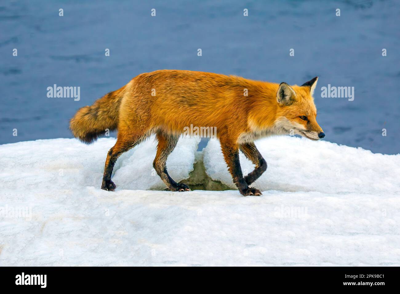 Red Fox im Winter im Bombay Hook National Wildlife Refuge, Delaware Stockfoto