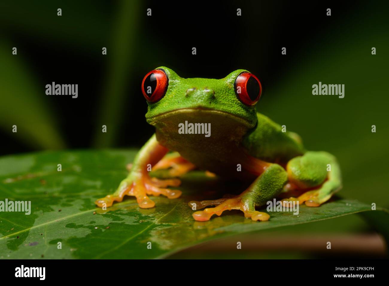 Ein Rotäugiger Blattfrosch (Agalychnis callidryas) aus Veracruz, Mexiko. Stockfoto