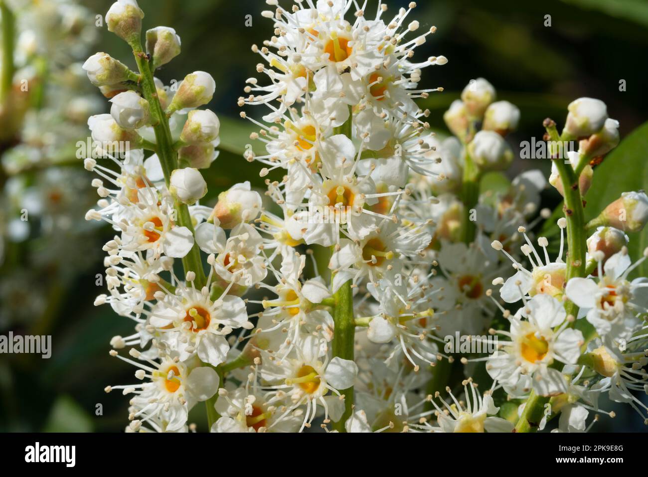 Italien, Lombardei, Blumen der Kirsche Laurel, Prunus Laurocerasus Stockfoto