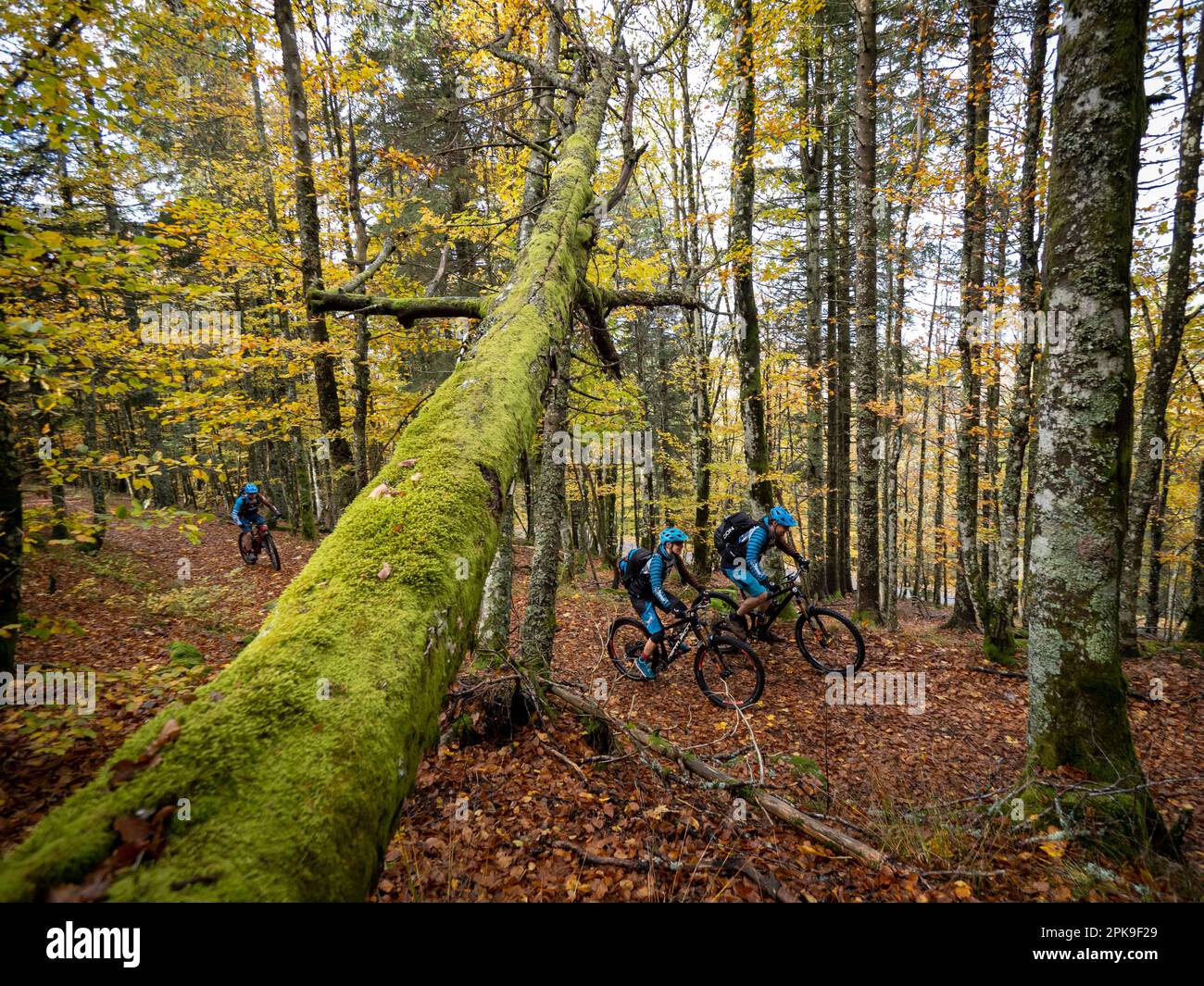 Mountainbiker auf einem Waldweg im Herbstbergwald in der Nähe des Col de la Gorge Stockfoto