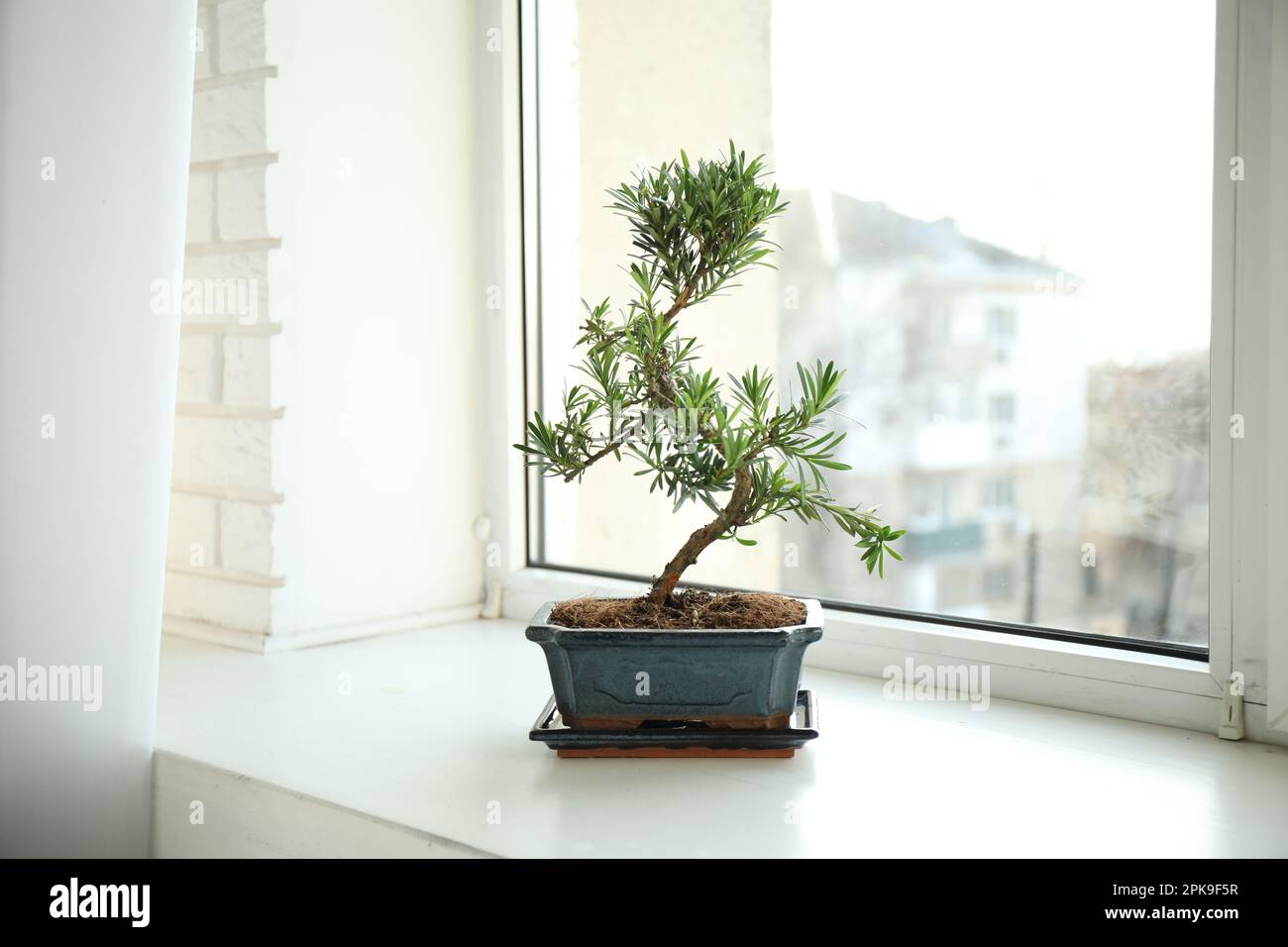 bonsai im wohnzimmer Bonsai 'Carmona' S-Form kaufen | Bonsai 'Carmona'