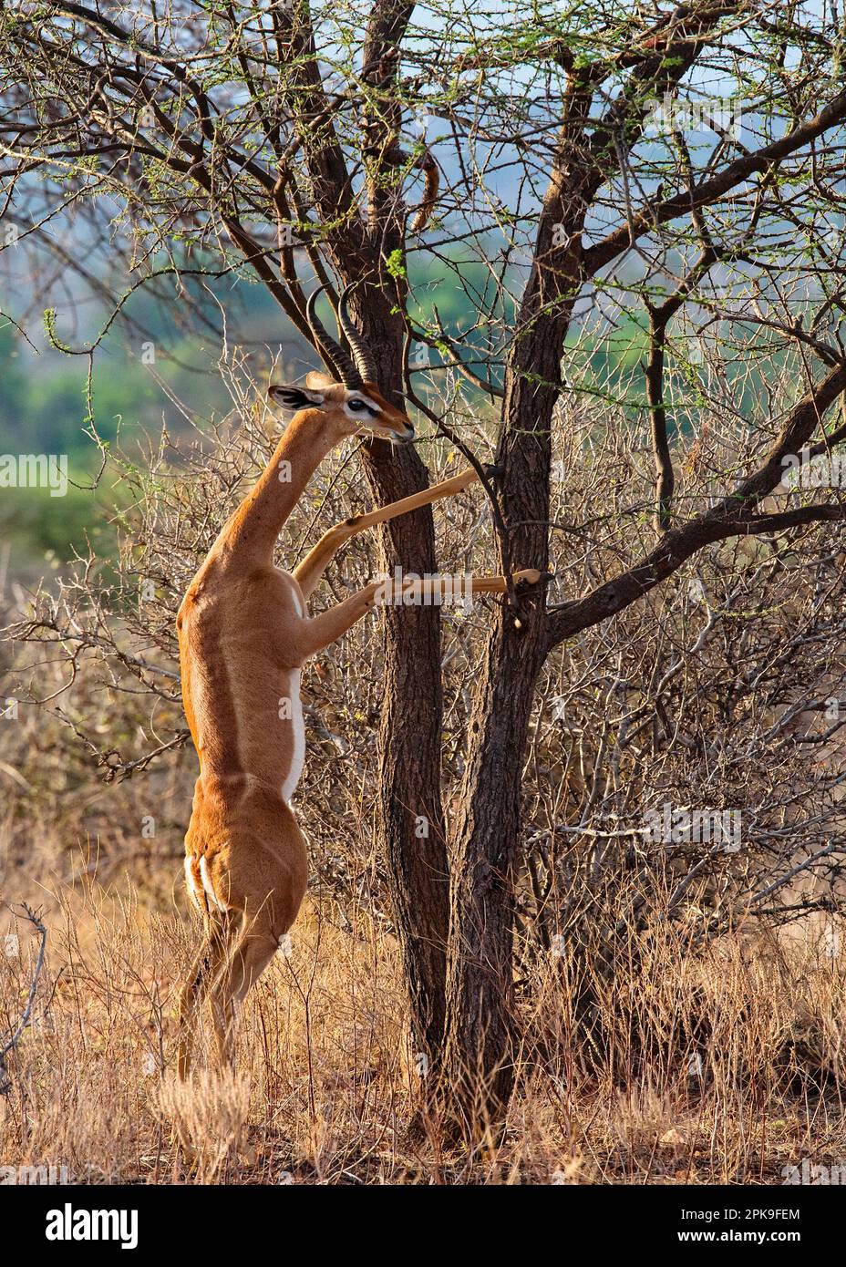 Ein männlicher Gerenuk (Litocranius Walleri), der auf Akazienbaum steht, Samburu, Kenia Stockfoto