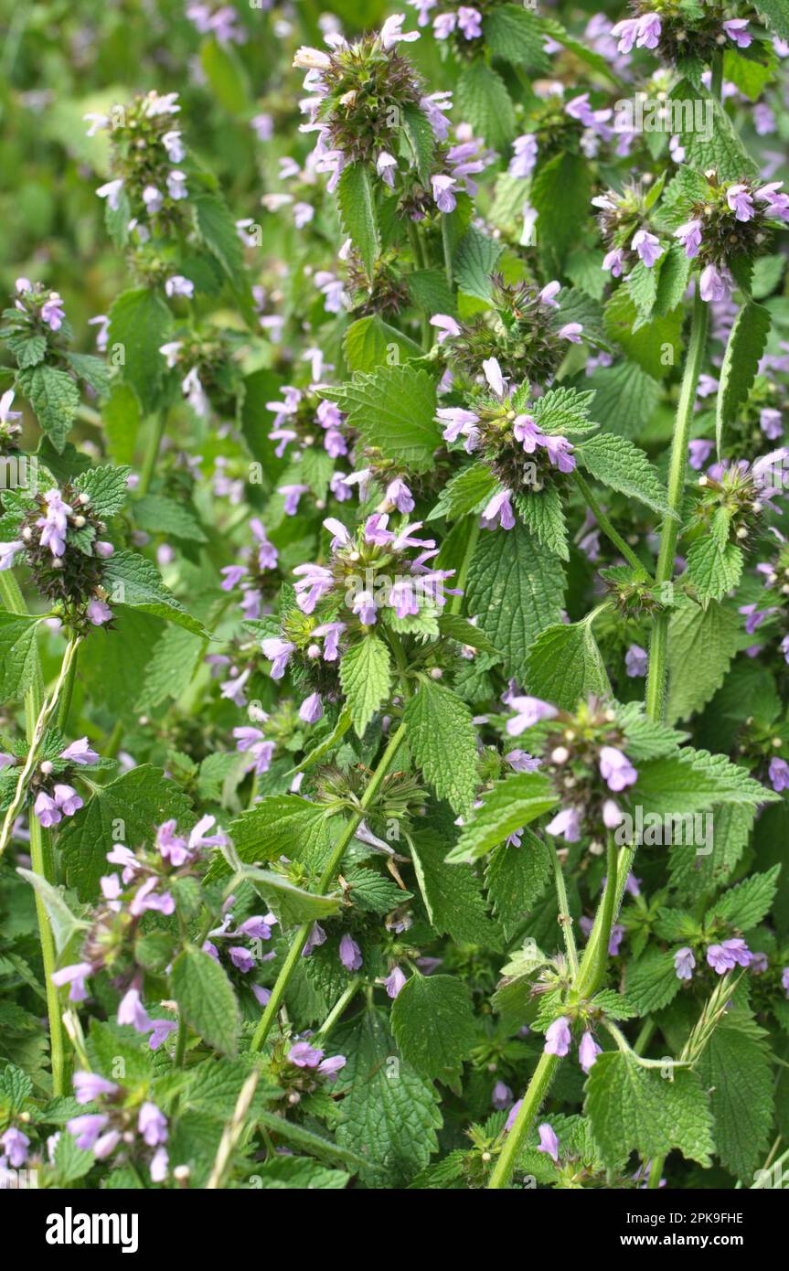 Die Wildpflanze BallotaNigra wächst in der Natur Stockfoto