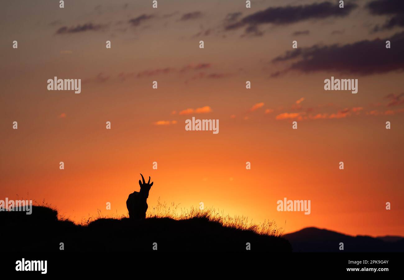 Sonnenaufgang Ibex in den Schweizer Bergen Stockfoto