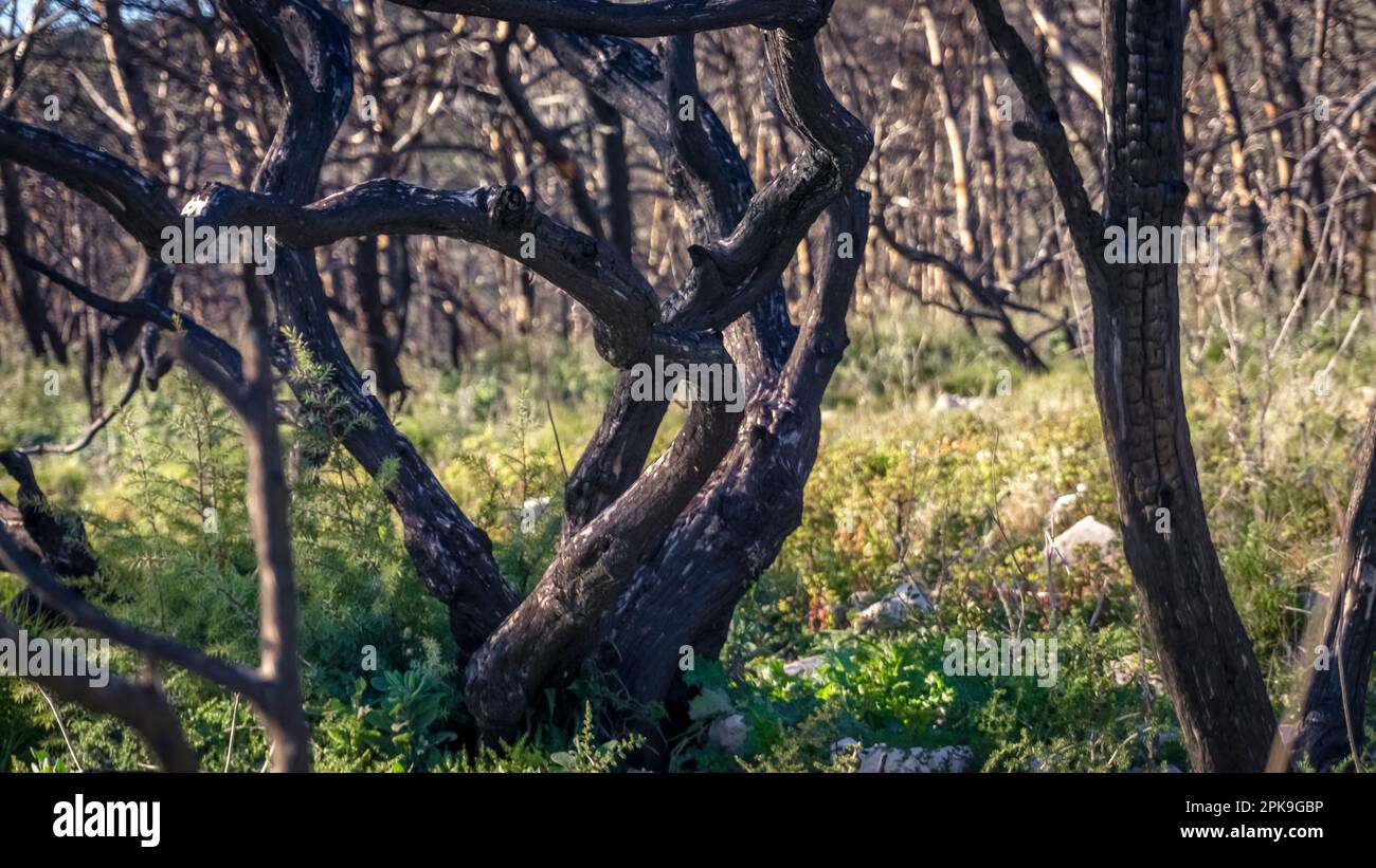 Natur eineinhalb Jahre nach den Bränden auf dem Massif de la Clape in der Nähe von Narbonne Plage. Stockfoto