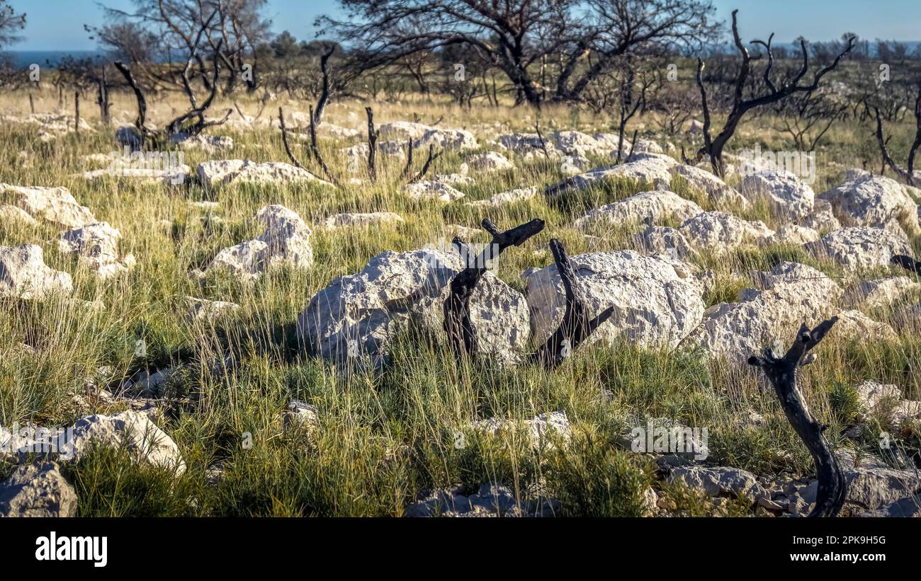 Natur eineinhalb Jahre nach den Bränden auf dem Massif de la Clape in der Nähe von Narbonne Plage. Stockfoto