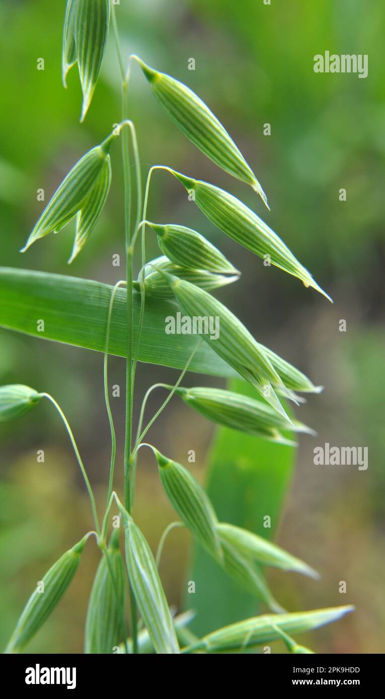 Auf einem Feld mit grünen Haferspießen aus nächster Nähe Stockfoto