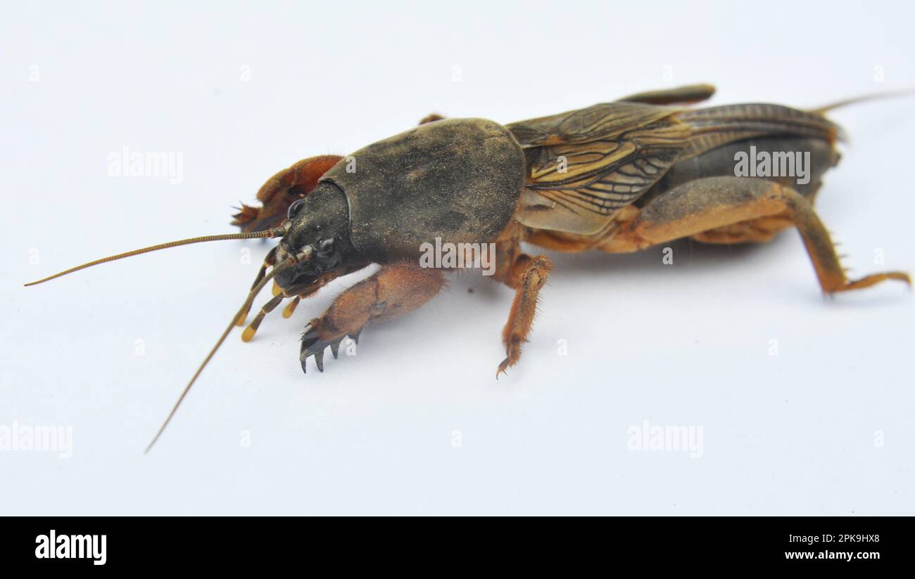 Ein Insektenschädling Gryllotalpa gryllotalpa, der viele Pflanzen im Boden schädigt Stockfoto