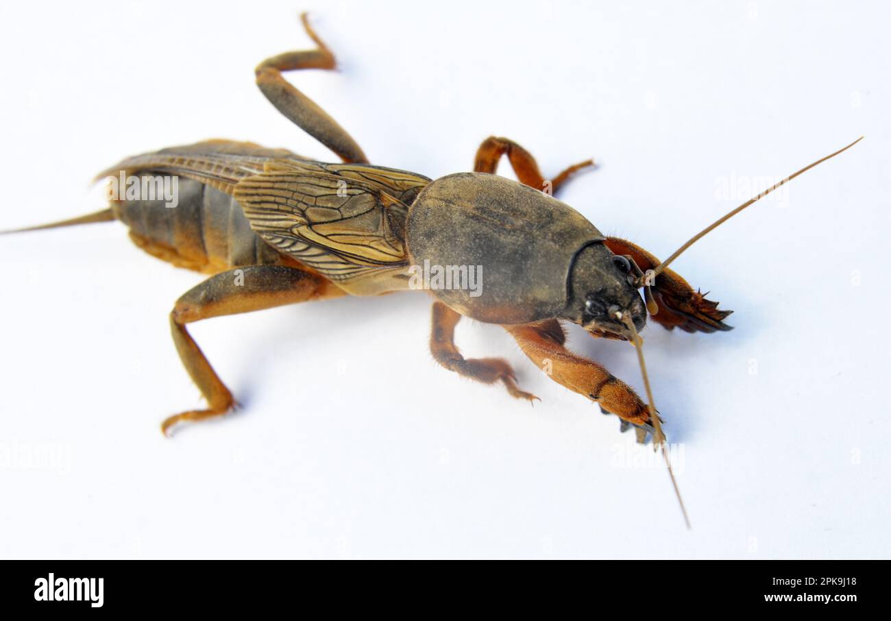 Ein Insektenschädling Gryllotalpa gryllotalpa, der viele Pflanzen im Boden schädigt Stockfoto