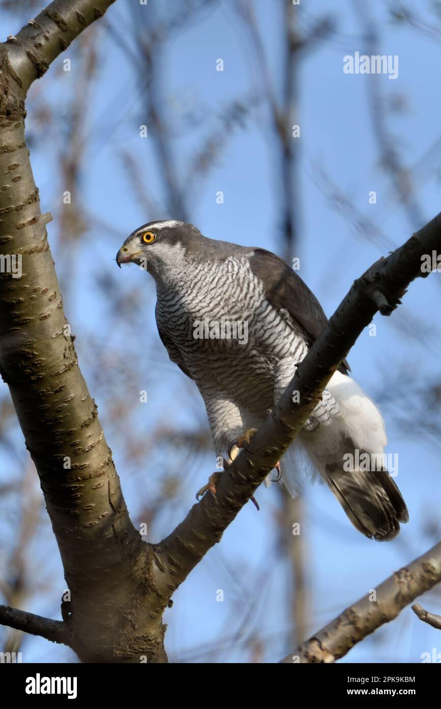 Scharfe Krallen... Der nördliche Goshawk ( Accipiter gentilis ) sitzt in einer Beute, die Bäume jagt Stockfoto