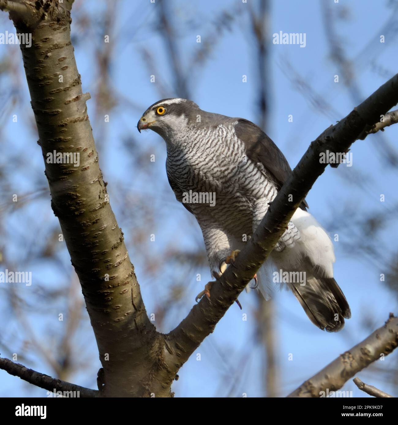 Scharfe Krallen... Der nördliche Goshawk ( Accipiter gentilis ) sitzt in einer Beute, die Bäume jagt Stockfoto