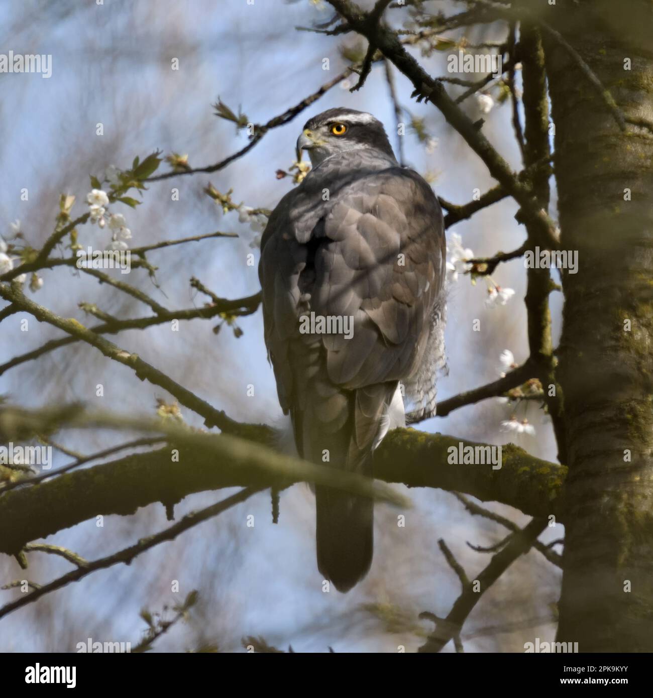 In den wilden Kirschen... Der nördliche Goshawk ( Accipiter gentilis ), der in einem Baum inmitten der Kirschblüten liegt Stockfoto