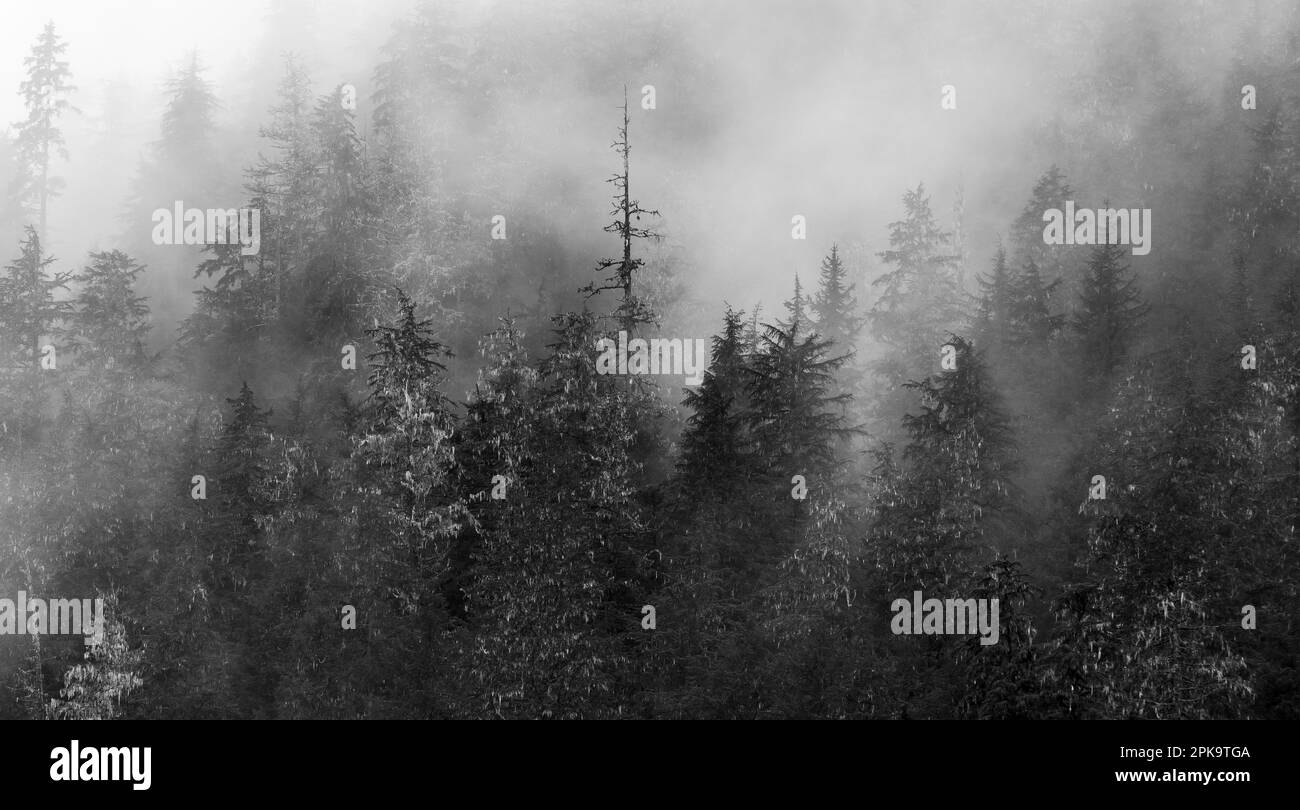 Dunkler Wald im Nebel und Nebel Panorama, antiker Wald, Kanada. Stockfoto