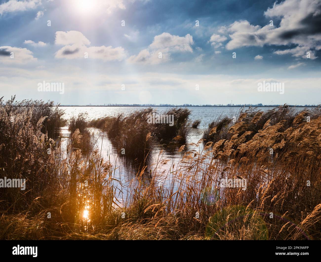 Usedom im Herbst, Schilfgürtel in der Szczecin Lagune, Hintergrundbeleuchtung, niedrige Sonne Stockfoto